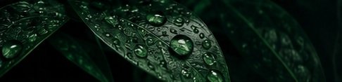 Water droplets on dark green leaves